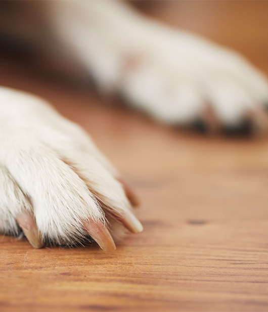 paws of dog on hardwood floor